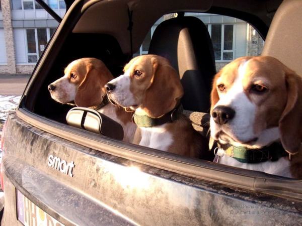 Unsere Beagles unterwegs