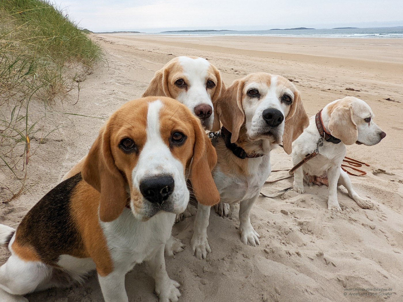 Unsere Hunde an der Atlantikküste in Irland