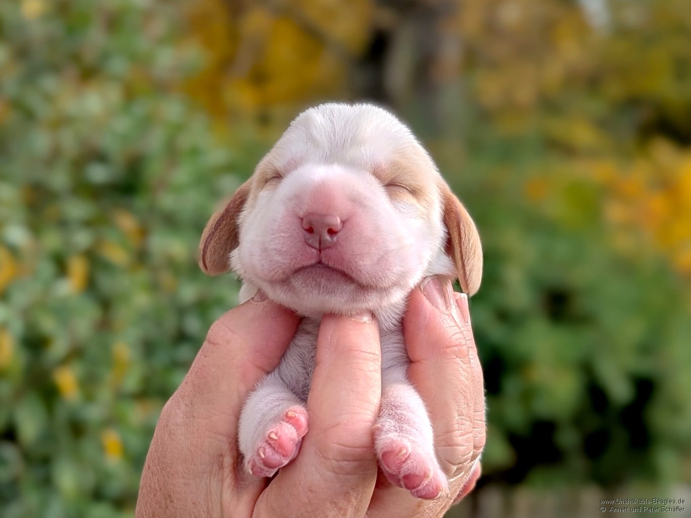 Hündin, bicolour, geb: 31.10.2025, 4:05 Uhr, Geburtsgewicht 380g