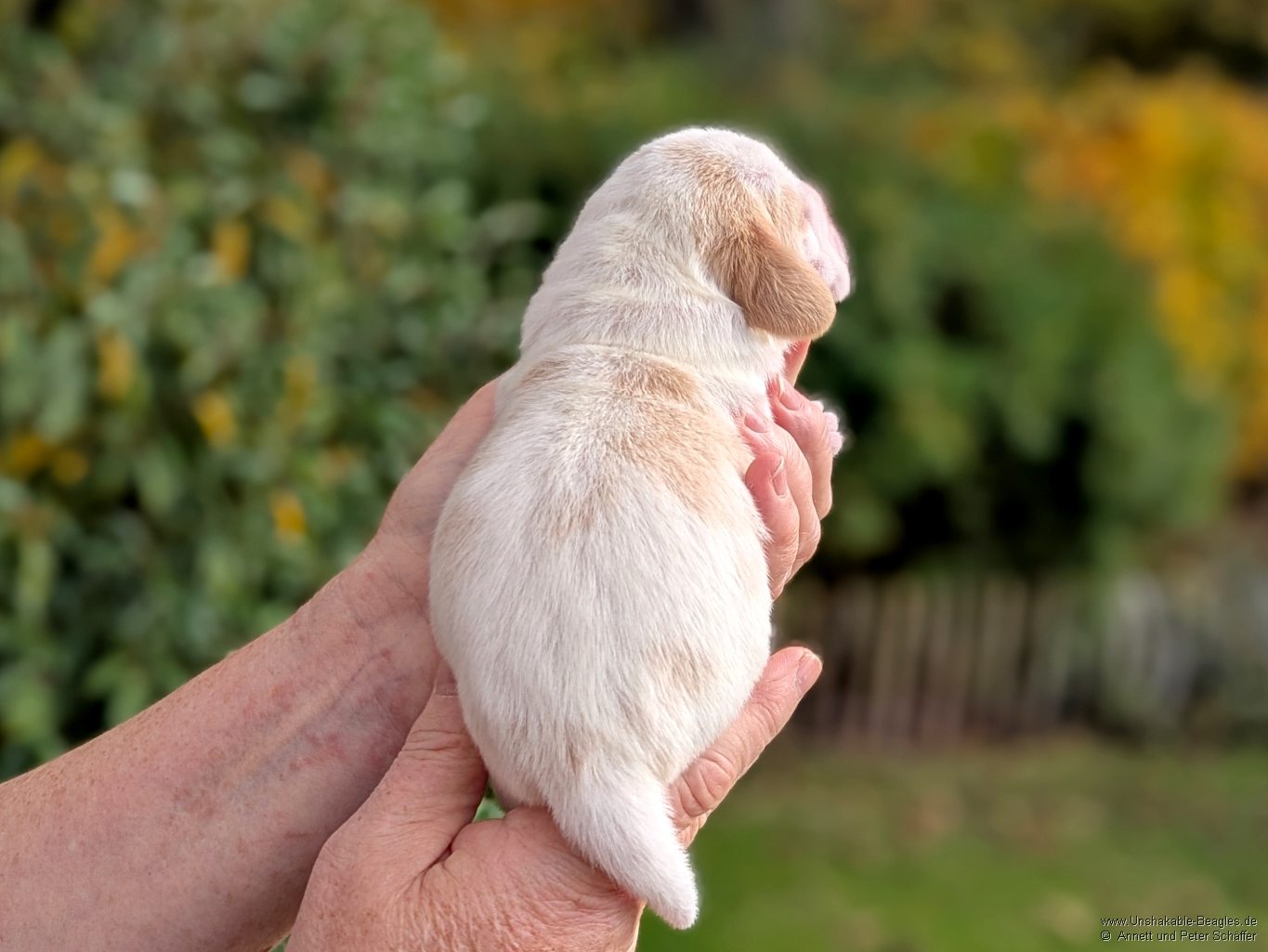 Hündin, bicolour, geb: 31.10.2025, 4:05 Uhr, Geburtsgewicht 380g
