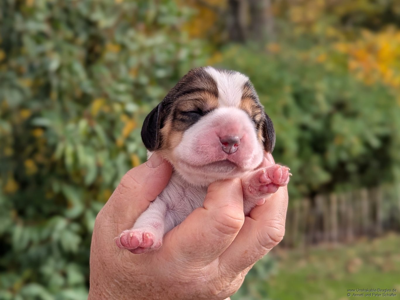 Hündin, tricolour, geb: 31.10.2025, 5:00 Uhr, Geburtsgewicht 330g