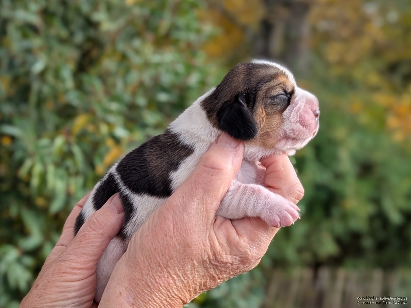 Hündin, tricolour, geb: 31.10.2025, 5:00 Uhr, Geburtsgewicht 330g