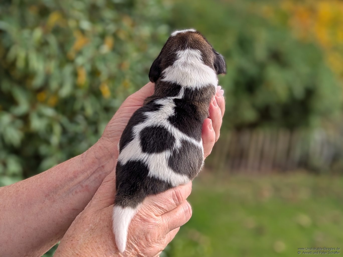 Hündin, tricolour, geb: 31.10.2025, 5:00 Uhr, Geburtsgewicht 330g