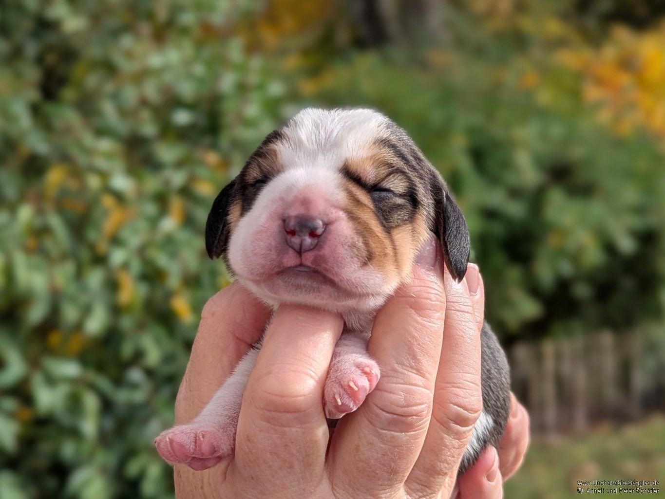 Rüde, tricolour, geb: 31.10.2025, 5:20 Uhr, Geburtsgewicht 300g