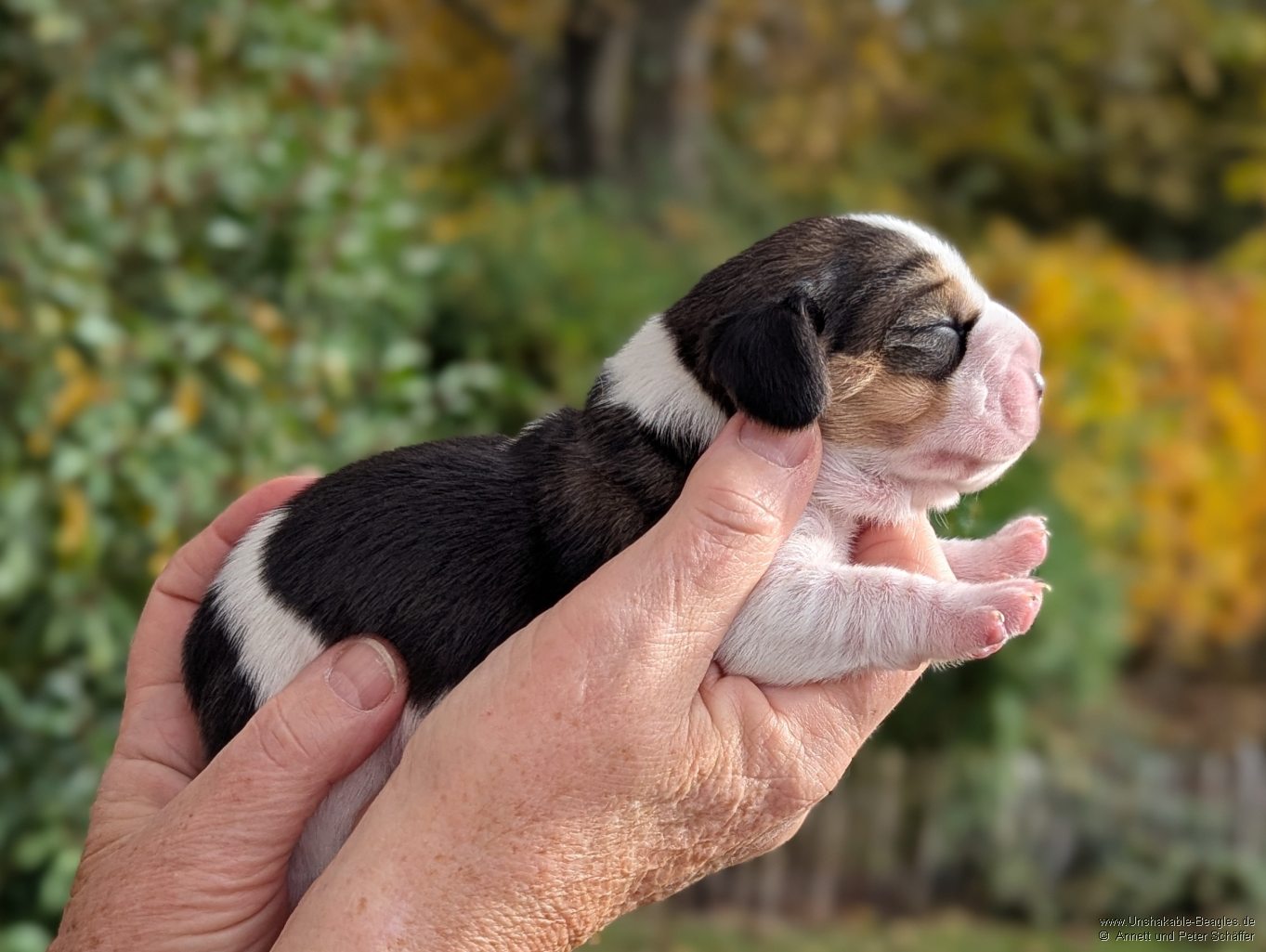 Rüde, tricolour, geb: 31.10.2025, 5:20 Uhr, Geburtsgewicht 300g