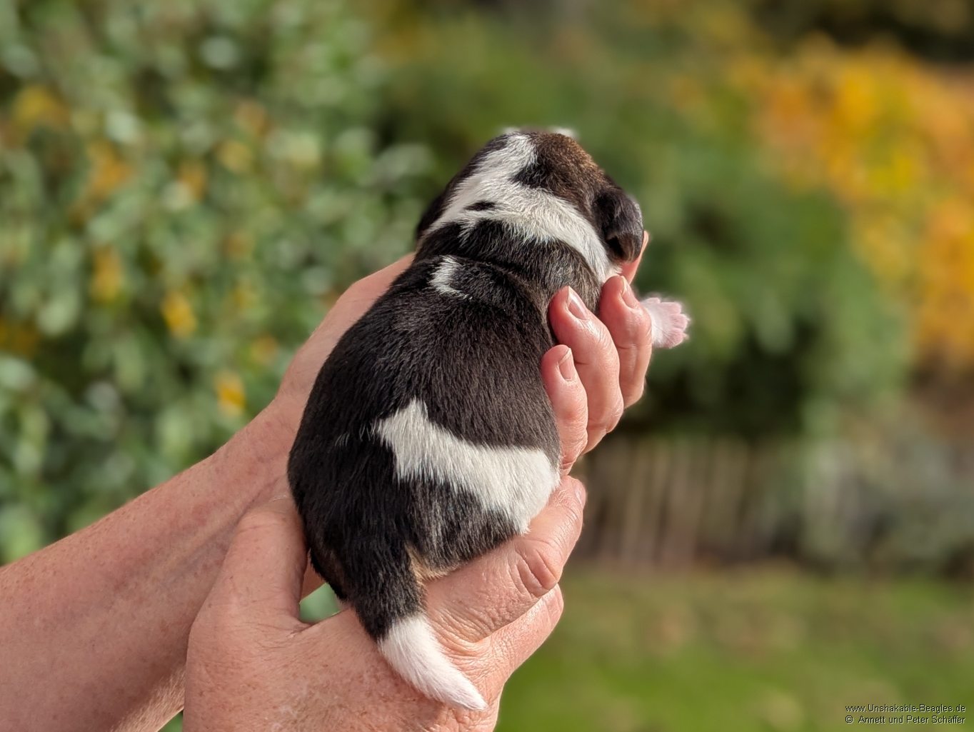 Rüde, tricolour, geb: 31.10.2025, 5:20 Uhr, Geburtsgewicht 300g