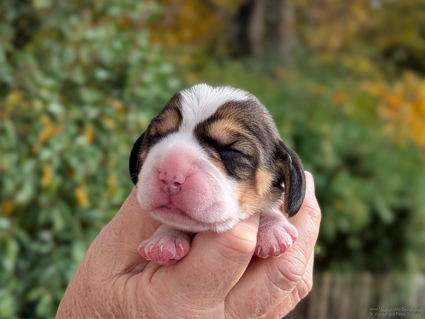 Hündin, tricolour, geb: 31.10.2025, 6:25 Uhr, Geburtsgewicht 360g