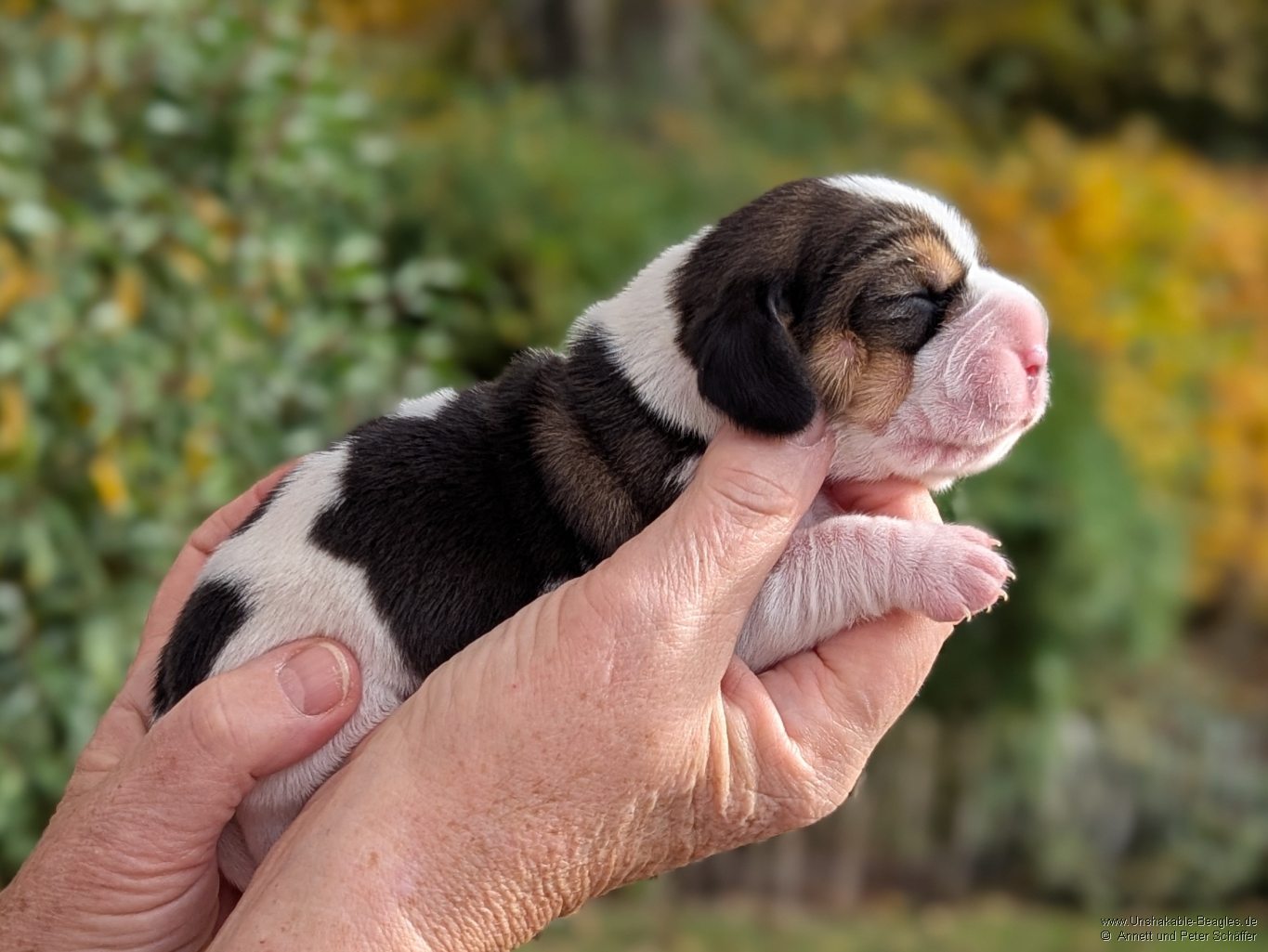 Hündin, tricolour, geb: 31.10.2025, 6:25 Uhr, Geburtsgewicht 360g