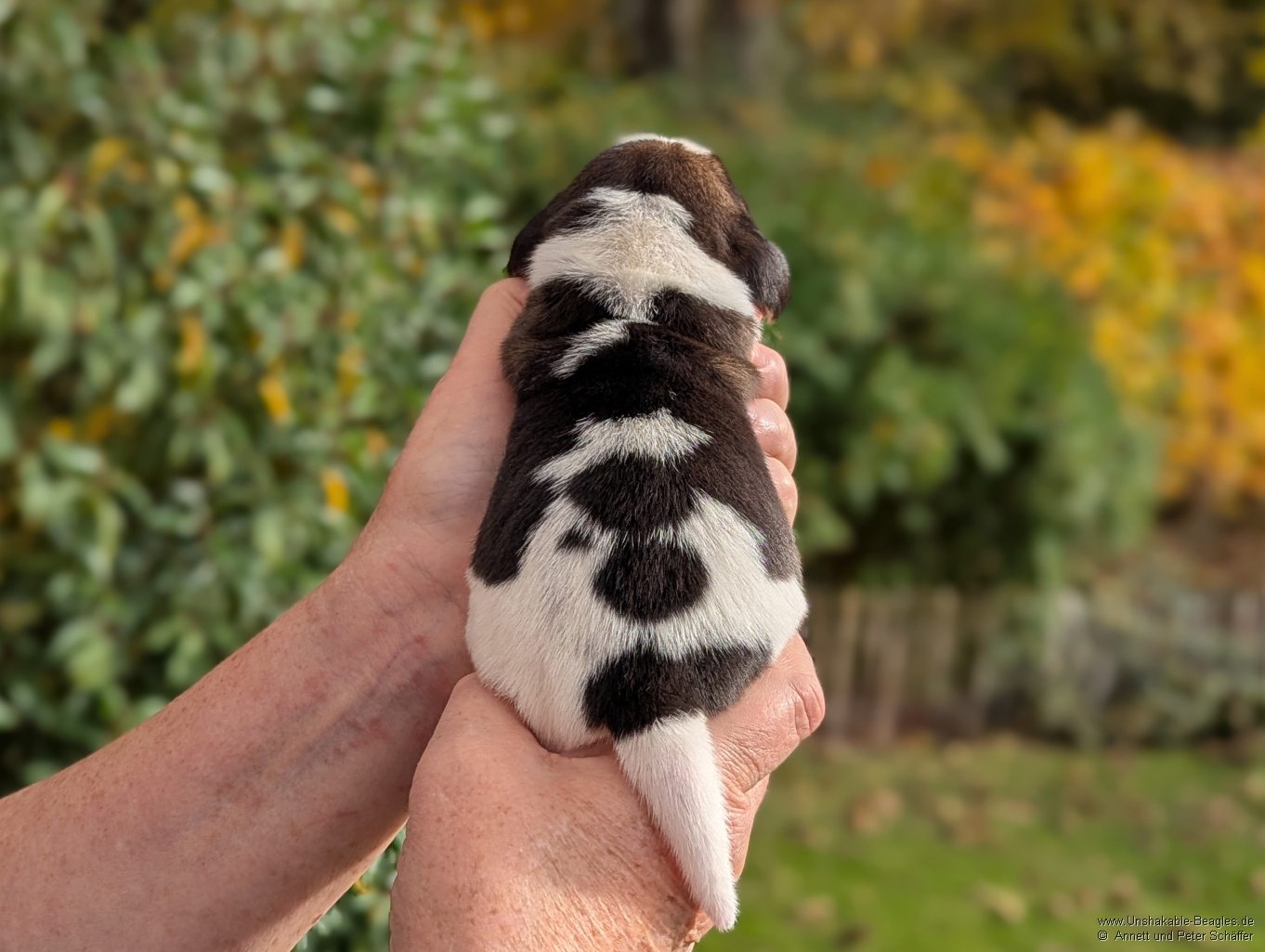 Hündin, tricolour, geb: 31.10.2025, 6:25 Uhr, Geburtsgewicht 360g