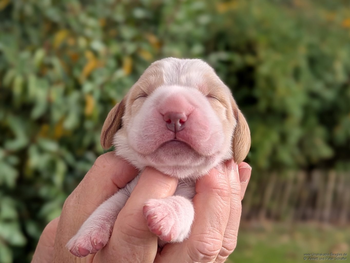 Hündin, bicolour, geb: 31.10.2025, 7:35 Uhr, Geburtsgewicht 355g