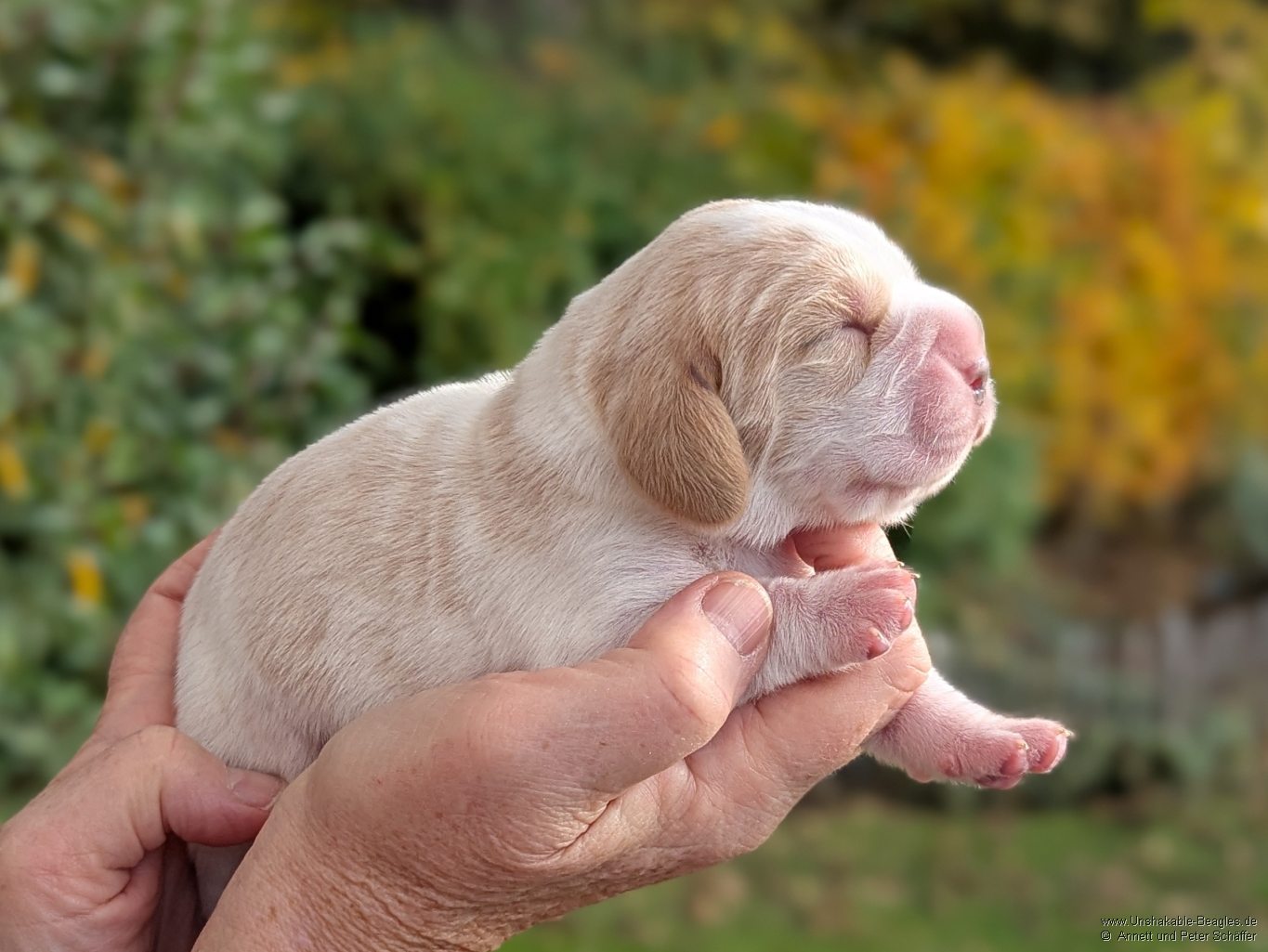 Hündin, bicolour, geb: 31.10.2025, 7:35 Uhr, Geburtsgewicht 355g