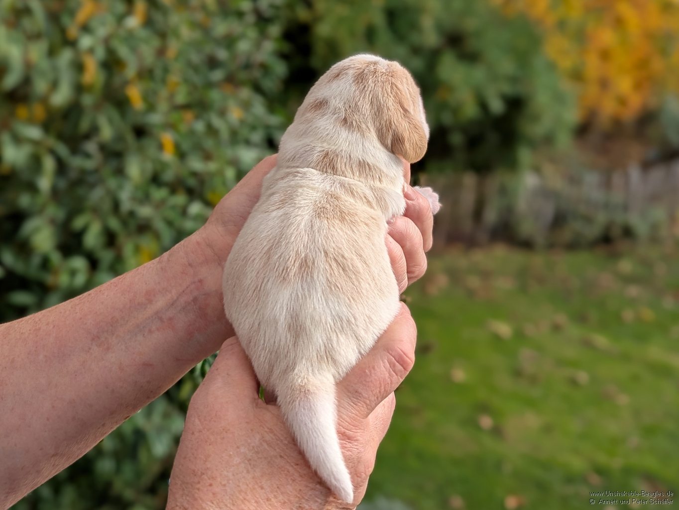 Hündin, bicolour, geb: 31.10.2025, 7:35 Uhr, Geburtsgewicht 355g
